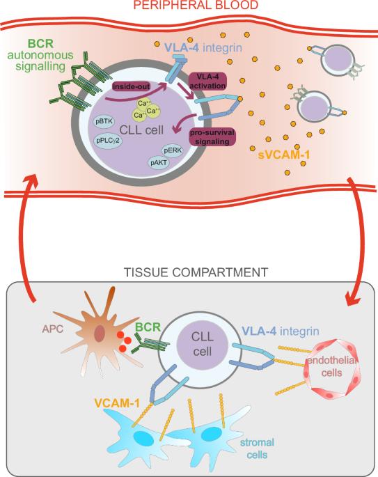 The VLA-4 integrin is constitutively active in circulating chronic lymphocytic leukemia cells via BCR autonomous signaling: a novel anchor-independent mechanism exploiting soluble blood-borne ligands