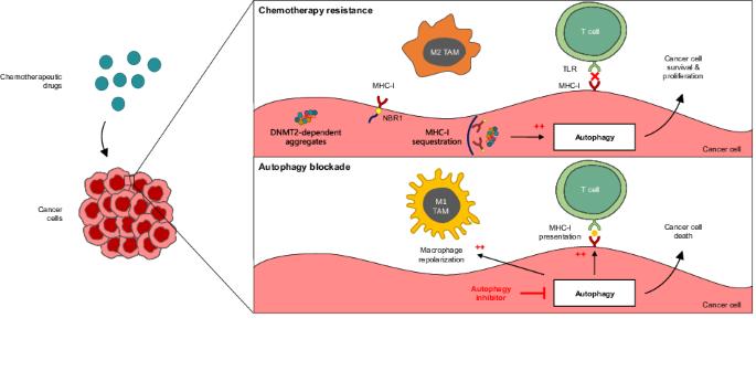 Autophagy in cancer resistance: New combinatorial strategy for cancer therapy