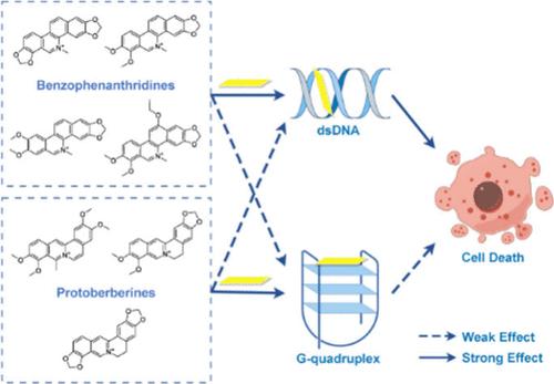 A Comparative Study on the DNA Interactions and Biological Activities of Benzophenanthridine and Protoberberine Alkaloids