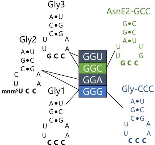 Breaking the Degeneracy of Sense Codons – How Far Can We Go?