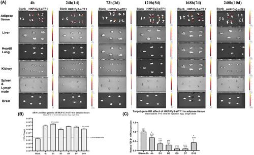 Novel injectable polypeptide nanoparticle encapsulated siRNA targeting TGF-β1 and COX-2 for localized fat reduction I: Preclinical in vitro and animal models