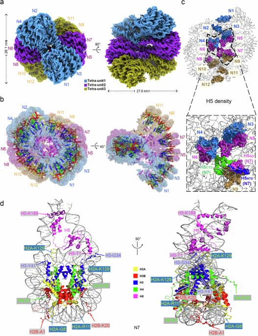 Structural basis for linker histone H5–nucleosome binding and chromatin fiber compaction