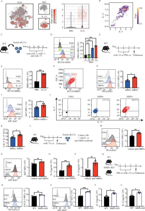 SIRPα engagement regulates ILC2 effector function and alleviates airway hyperreactivity via modulating energy metabolism