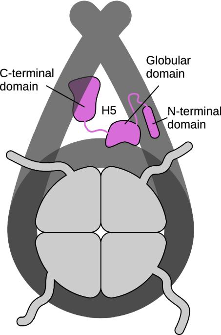 Illuminating nucleosome interactions