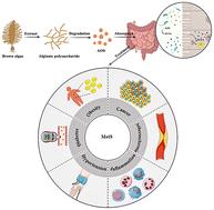 The therapeutic effect and possible mechanisms of alginate oligosaccharide on metabolic syndrome by regulating gut microbiota