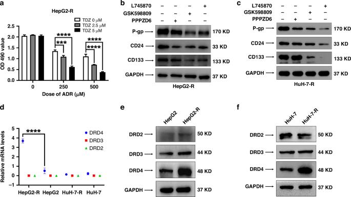 DRD4 promotes chemo-resistance and cancer stem cell-like phenotypes by mediating the activation of the Akt/β-catenin signaling axis in liver cancer