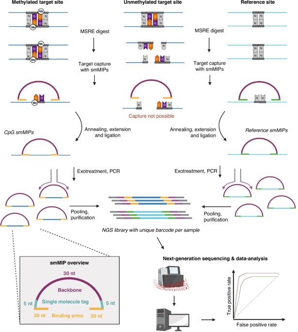 IMPRESS: Improved methylation profiling using restriction enzymes and smMIP sequencing, combined with a new biomarker panel, creating a multi-cancer detection assay