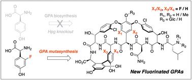 Altering glycopeptide antibiotic biosynthesis through mutasynthesis allows incorporation of fluorinated phenylglycine residues†