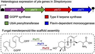 Early-stage biosynthesis of phenalinolactone diterpenoids involves sequential prenylation, epoxidation, and cyclization†