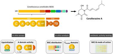 Biosynthesis of the corallorazines, a widespread class of antibiotic cyclic lipodipeptides†