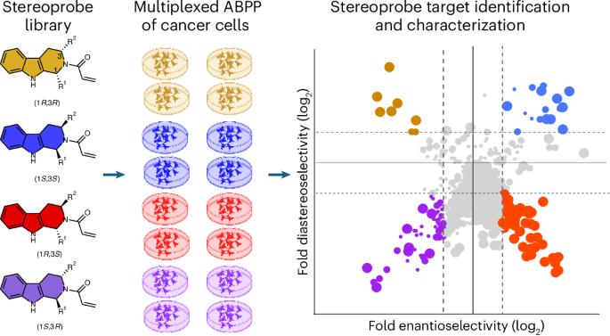 Multi-tiered chemical proteomic maps of tryptoline acrylamide–protein interactions in cancer cells