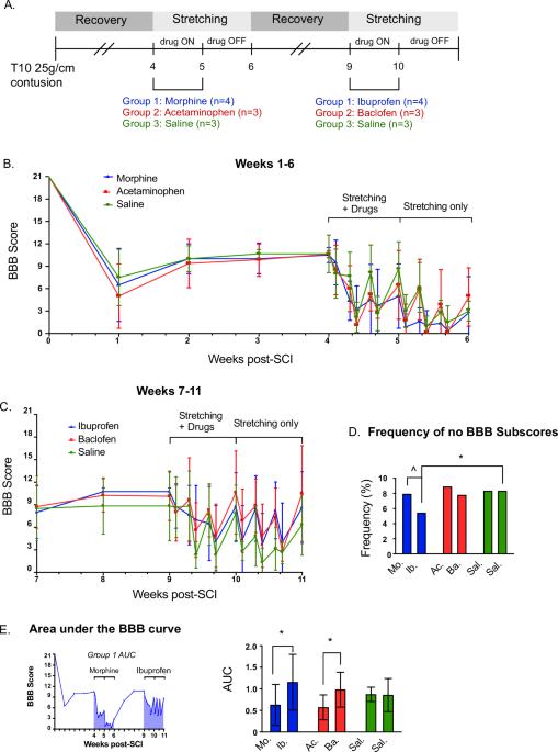 Combining clinically common drugs with hindlimb stretching in spinal cord injured rodents