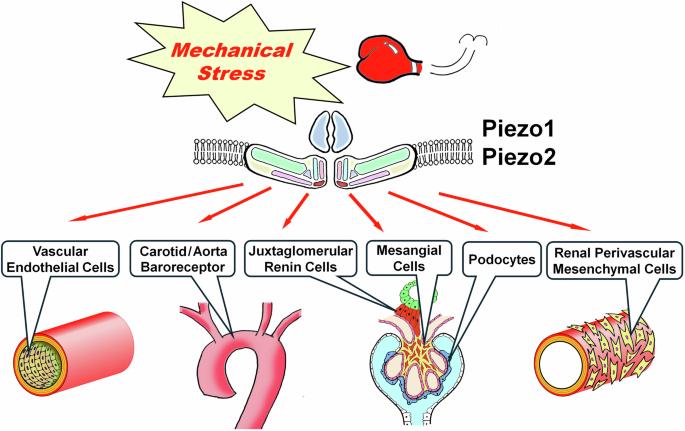 Piezo ion channels: long-sought-after mechanosensors mediating hypertension and hypertensive nephropathy