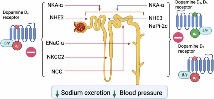 Dopamine D4 receptor regulates kidney sodium transport and blood pressure