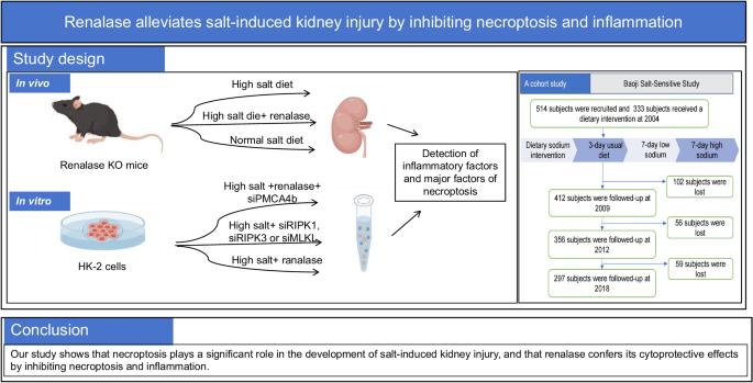 Renalase alleviates salt-induced kidney necroptosis and inflammation