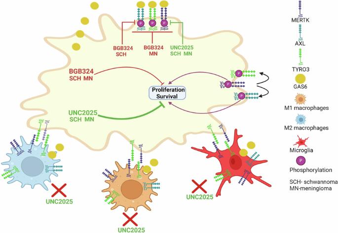 Targeting MERTK on tumour cells and macrophages: a potential intervention for sporadic and NF2-related meningioma and schwannoma tumours