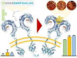 Probing the molecular determinants of the activation of toll-like receptor 2/6 by amyloid nanostructures through directed peptide self-assembly†