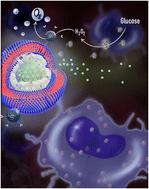 Dual-pore protocells with multitasking capacities for simultaneous delivery of therapeutic enzymes and drugs in macrophage depletion therapy†