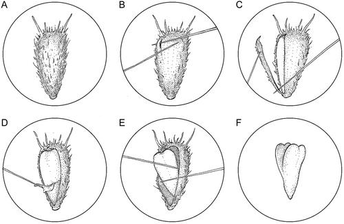 Embryo excision in Compositae, with implications for combating biodiversity loss