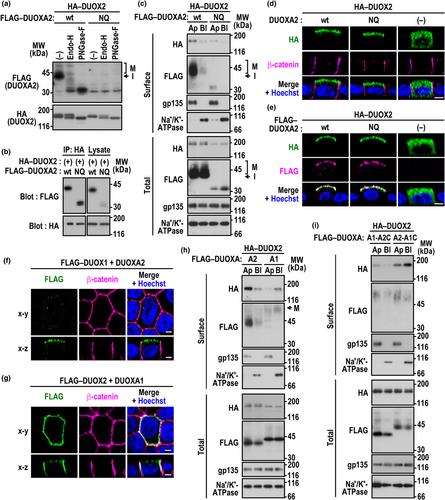 The NADPH oxidases DUOX1 and DUOX2 are sorted to the apical plasma membrane in epithelial cells via their respective maturation factors DUOXA1 and DUOXA2