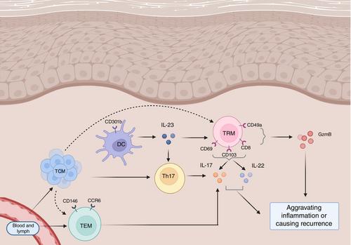 The role and therapeutic strategies for tissue-resident memory T cells, central memory T cells, and effector memory T cells in psoriasis