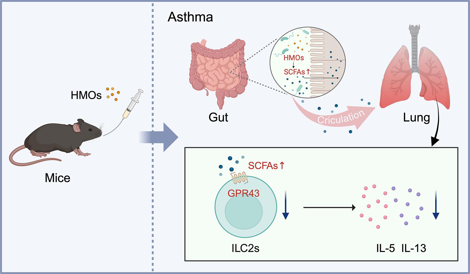 Dietary human milk oligosaccharides reduce allergic airway inflammation by modulating SCFAs level and ILC2 activity