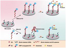 Competitive horseradish peroxidase-linked aptamer assay for sensitive detection of 17β-estradiol with a new aptamer†