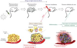 Medicinal Applications and Prospects of Tetra- and Tripyrrole Compounds