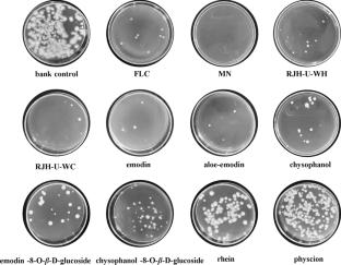 Study on the chemical composition and anti-fungi activities of anthraquinones and its glycosides from Rumex japonicus Houtt.