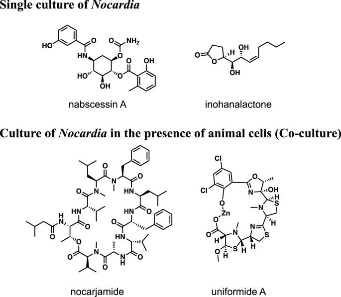 Search for natural products from actinomycetes of the genus Nocardia