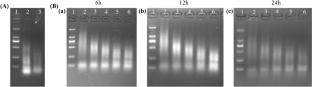 Hybrid chain reaction nanoscaffold-based functional nucleic acid nanomaterial cascaded with rolling circle amplification for signal enhanced miRNA let-7a detection