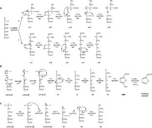 Computational study on the Maillard reactions of glucose and galactose with lysine