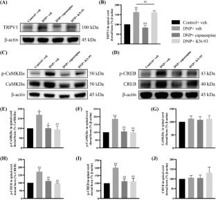 Electroacupuncture Alleviates Streptozotocin-Induced Diabetic Neuropathic Pain via the TRPV1-Mediated CaMKII/CREB Pathway in Rats