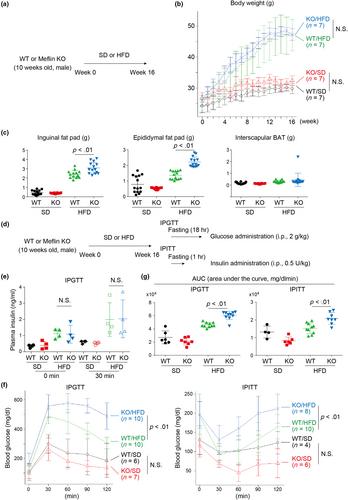 Meflin/ISLR is a marker of adipose stem and progenitor cells in mice and humans that suppresses white adipose tissue remodeling and fibrosis