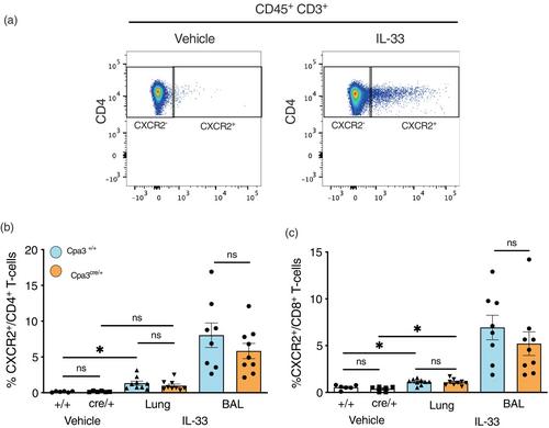 Mast cells contribute to T-cell accumulation in the bronchoalveolar space in mice with IL-33-induced airway inflammation