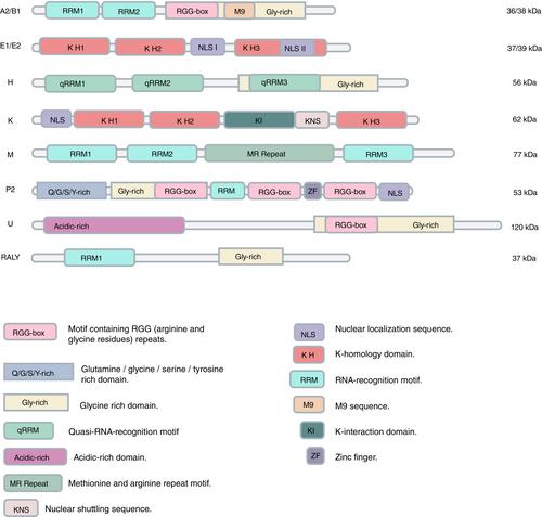 hnRNPs in antiviral innate immunity