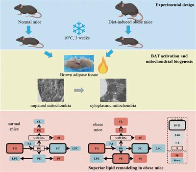 Lipidomics revealed the superior anti-obesity effect of brown adipose tissue in obese mice