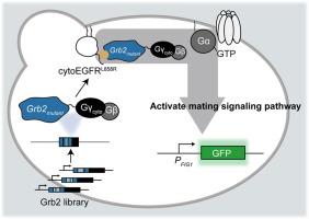 Screening of protein-based inhibitors for the intracellular domain of epidermal growth factor receptor by directed evolution using the yeast Gγ recruitment system