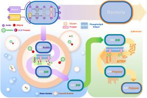 Individual cell modification with cell surface specific atom transfer radical polymerization for enhanced Cr(VI) removal