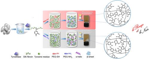 Biomimetic conjugation inspired from pheomelanin via thiol–quinone addition for enzymatic functionalization of fibroin