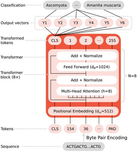 MycoAI: Fast and accurate taxonomic classification for fungal ITS sequences