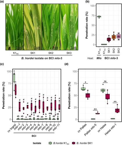 A fungal plant pathogen overcomes mlo-mediated broad-spectrum disease resistance by rapid gene loss