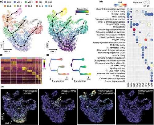 Spatiotemporal transcriptome atlas reveals gene regulatory patterns during the organogenesis of the rapid growing bamboo shoots