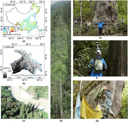 Discovering and measuring giant trees through the integration of multi-platform lidar data