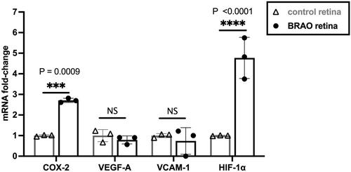 Imaging Hypoxia to Predict Primary Neuronal Cell Damage in Branch Retinal Artery Occlusion