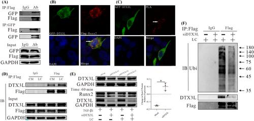 l-Carnitine relieves cachexia-related skeletal muscle fibrosis by inducing deltex E3 ubiquitin ligase 3L to negatively regulate the Runx2/COL1A1 axis