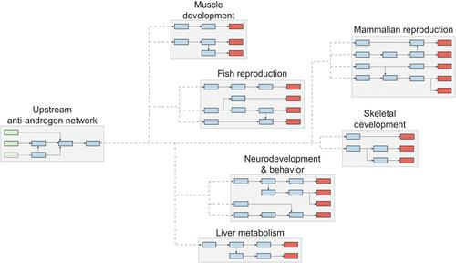 AOP Report: An Upstream Network for Reduced Androgen Signaling Leading to Altered Gene Expression of Androgen Receptor–Responsive Genes in Target Tissues