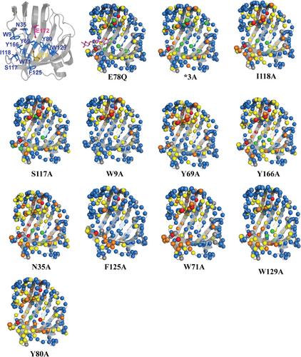 Bimodal substrate binding in the active site of the glycosidase BcX