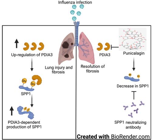 The protein disulfide isomerase A3 and osteopontin axis promotes influenza-induced lung remodelling