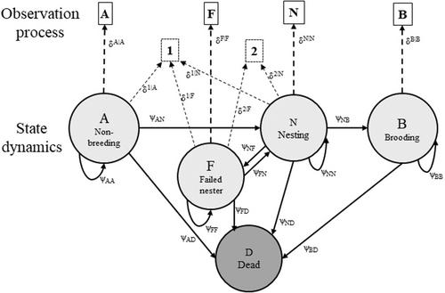 Effects of release strategy, source population, and age on reintroduced scaled quail reproduction